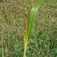 Sorghum halepense (Johnson Grass) at Isaacs Ridge and Nearby - 3 Feb 2024 by Mike