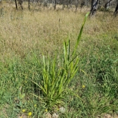 Sorghum halepense at Isaacs Ridge and Nearby - 4 Feb 2024