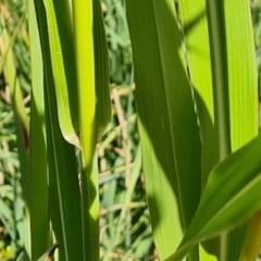 Sorghum halepense at Isaacs Ridge and Nearby - 4 Feb 2024