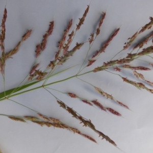 Sorghum halepense at Isaacs Ridge and Nearby - 4 Feb 2024