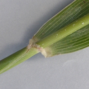 Sorghum halepense at Isaacs Ridge and Nearby - 4 Feb 2024