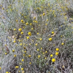 Calocephalus citreus (Lemon Beauty Heads) at Isaacs Ridge and Nearby - 21 Jan 2024 by Mike