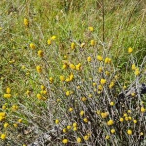 Calocephalus citreus at Isaacs Ridge and Nearby - 21 Jan 2024