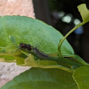 Anestia (genus) at Florey, ACT - suppressed