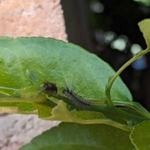 Anestia (genus) at Florey, ACT - suppressed