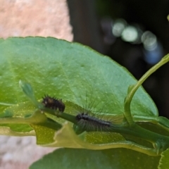 Anestia (genus) at Florey, ACT - suppressed