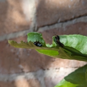 Papilio aegeus at Florey, ACT - suppressed