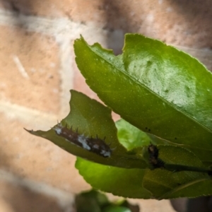 Papilio aegeus at Florey, ACT - suppressed