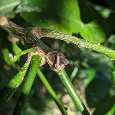 Hemibela (genus) (A Concealer moth) at Florey, ACT - 20 Jan 2024 by rbannister