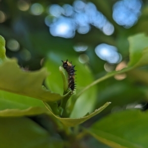 Papilio anactus at Florey, ACT - suppressed