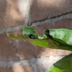 Papilio anactus at Florey, ACT - suppressed