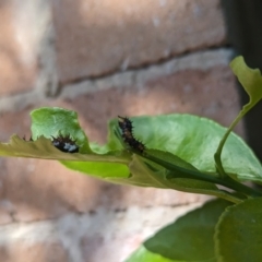 Papilio anactus at Florey, ACT - suppressed