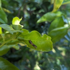 Papilio anactus at Florey, ACT - 21 Jan 2024