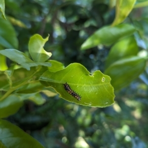 Papilio anactus at Florey, ACT - 21 Jan 2024