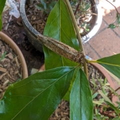 Trigonocyttara clandestina at Florey, ACT - suppressed