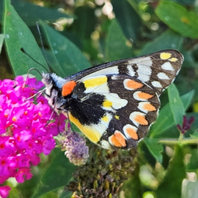 Delias aganippe (Spotted Jezebel) at Braidwood, NSW - 20 Jan 2024 by MatthewFrawley