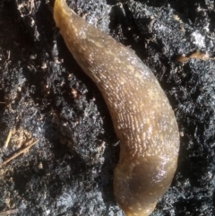 Limacus flavus (Yellow Cellar Slug) at Cooma North Ridge Reserve - 21 Jan 2024 by mahargiani