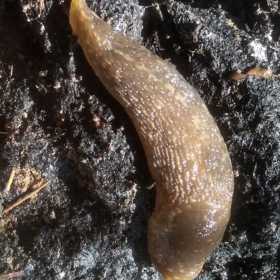 Limacus flavus (Yellow Cellar Slug) at Cooma North Ridge Reserve - 20 Jan 2024 by mahargiani