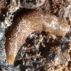 Limacus flavus at Cooma North Ridge Reserve - 21 Jan 2024