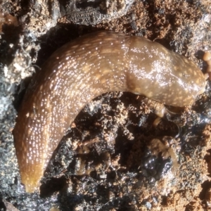 Limacus flavus at Cooma North Ridge Reserve - 21 Jan 2024