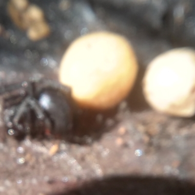 Zodariidae (family) at Cooma North Ridge Reserve - 21 Jan 2024 by mahargiani