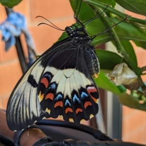 Papilio aegeus at Page, ACT - 21 Jan 2024