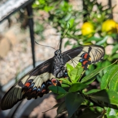 Papilio aegeus at Page, ACT - 21 Jan 2024