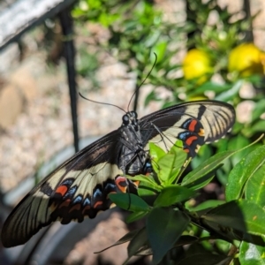 Papilio aegeus at Page, ACT - 21 Jan 2024