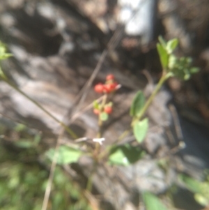 Einadia nutans subsp. nutans at Cooma North Ridge Reserve - 21 Jan 2024