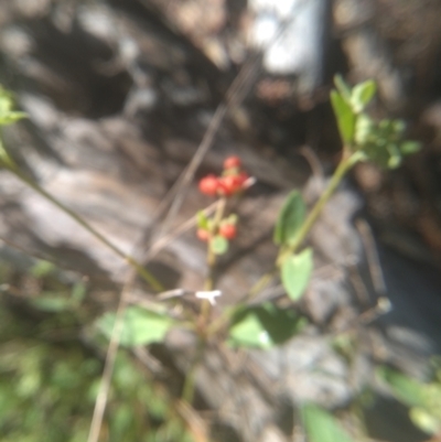 Einadia nutans subsp. nutans (Climbing Saltbush) at Cooma, NSW - 20 Jan 2024 by mahargiani