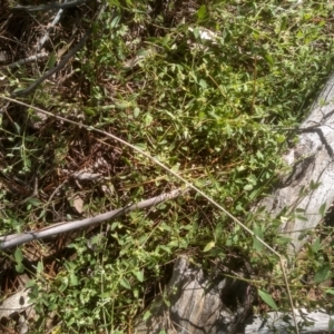 Einadia nutans subsp. nutans at Cooma North Ridge Reserve - 21 Jan 2024