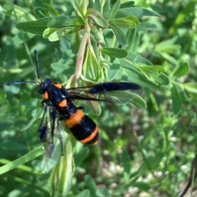 Pterygophorus cinctus (Bottlebrush sawfly) at Campbell, ACT - 20 Jan 2024 by SilkeSma