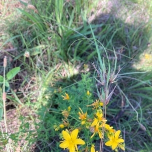 Themeda triandra at Campbell, ACT - 21 Jan 2024