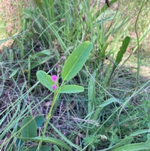 Oxytes brachypoda at Campbell, ACT - 21 Jan 2024 10:22 AM