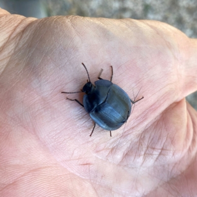 Pterohelaeus piceus (Pie-dish beetle) at Googong, NSW - 21 Jan 2024 by Wandiyali