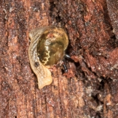 Helicarion cuvieri (A Semi-slug) at Bemboka, NSW - 17 Jan 2024 by AlisonMilton