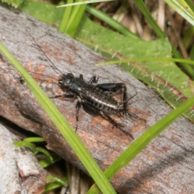 Bobilla sp. (genus) (A Small field cricket) at Bemboka, NSW - 17 Jan 2024 by AlisonMilton