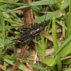 Bobilla sp. (genus) at Glenbog State Forest - 18 Jan 2024