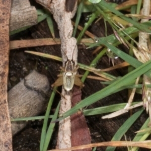 Trigonidium (Balamara) gidya at Glenbog State Forest - 18 Jan 2024 09:15 AM