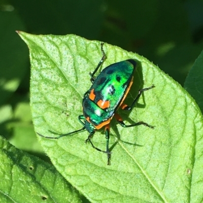 Scutiphora pedicellata (Metallic Jewel Bug) at Gang Gang at Yass River - 21 Jan 2024 by JonLewis