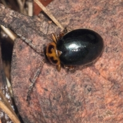 Unidentified Leaf beetle (Chrysomelidae) at Glenbog State Forest - 18 Jan 2024 by AlisonMilton