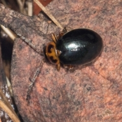 Unidentified Leaf beetle (Chrysomelidae) at Glenbog State Forest - 17 Jan 2024 by AlisonMilton