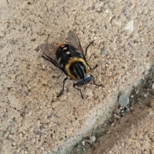 Scaptia (Scaptia) auriflua at Yass River, NSW - 13 Jan 2024