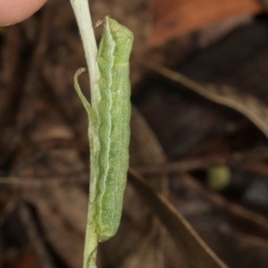 Noctuidae unclassified IMMATURE moth at Glenbog State Forest - 18 Jan 2024