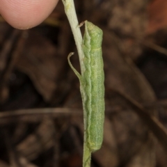 Noctuidae unclassified IMMATURE moth at Glenbog State Forest - 18 Jan 2024