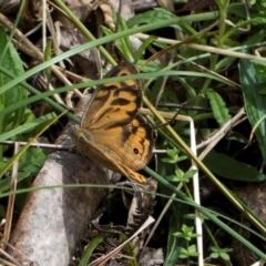 Heteronympha merope at Glenbog State Forest - 17 Jan 2024 by AlisonMilton