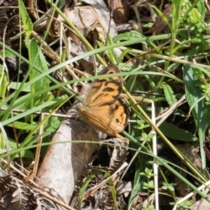 Heteronympha merope at Glenbog State Forest - 18 Jan 2024 09:39 AM