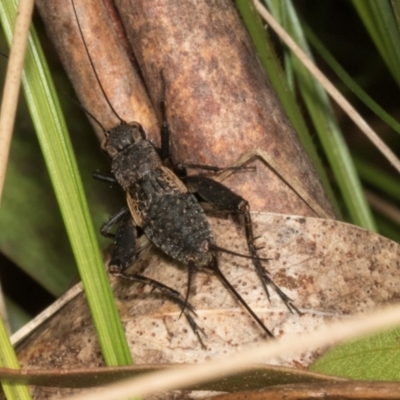 Bobilla killara (Pygmy Cricket) at Glenbog State Forest - 18 Jan 2024 by AlisonMilton