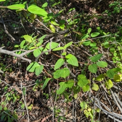 Lonicera japonica (Japanese Honeysuckle) at Aranda, ACT - 19 Jan 2024 by MattM