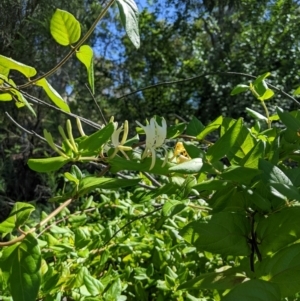 Lonicera japonica at Aranda, ACT - 19 Jan 2024